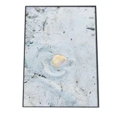 【B4サイズ（約25x36cm）】【an-poster-753】貝 シェル アサリ 貝殻 ポスター 海の生き物 オーシャン アートプリント ポスター インテリア サーフ系インテリア 水族館 水中 魚 写真