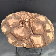 最終値下げ メキシコ亀甲竜　現地球　美株 最終値下げ メキシコ亀甲竜 現地球 美株