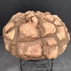 最終値下げ価格実生　亀甲竜　鶴仙園産 最終値下げ価格実生 亀甲竜 鶴仙園産 - メルカリ