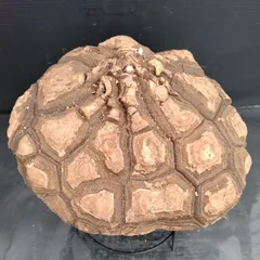 2025年最新】亀甲竜実生の人気アイテム - メルカリ