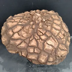 2025年最新】メキシコ亀甲竜の人気アイテム - メルカリ