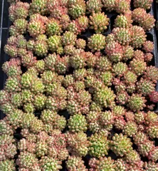 2025年最新】花火 多肉の人気アイテム - メルカリ