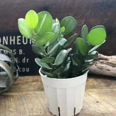 2025年最新】3号ポットの人気アイテム - メルカリ