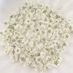 ホワイト かすみ草ドライフラワー 130粒