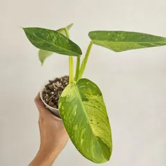 2025年最新】フィロデンドロン 斑入りの人気アイテム - メルカリ