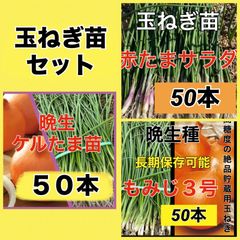 苗の専門店‼️晩生ケルタマ1,000本‼️ - メルカリ