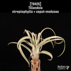 送料無料】Neoregelia 'Red Buff'〔ネオレゲリア〕現品発送N0622