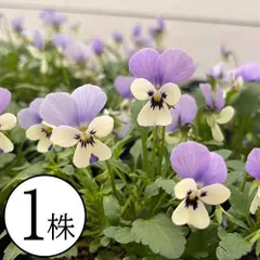 2026年最新】ビオラ・パンジー苗の人気アイテム - メルカリ