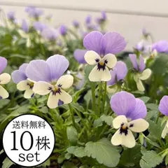2026年最新】ビオラ・パンジー苗の人気アイテム - メルカリ