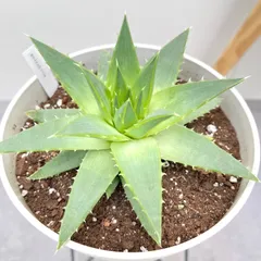 2025年最新】希少 アロエの人気アイテム - メルカリ