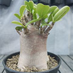 サンセベリア ダンシングドラゴン サンスベリア Sansevieria Dancing