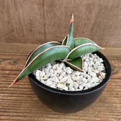 2025年最新】サンスベリア ロリダの人気アイテム - メルカリ