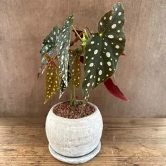 2025年最新】ベゴニア マクラータの人気アイテム - メルカリ