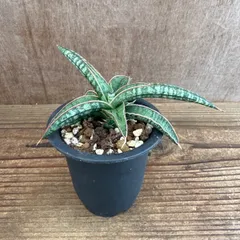 2026年最新】サンスベリア斑入りの人気アイテム - メルカリ