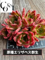 ☆多肉植物 ペガサス エケベリア 韓国苗☆ - メルカリ