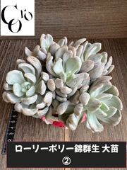 ☆多肉植物 バニラビズ錦 サイズ 韓国苗☆ - メルカリ