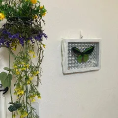 2025年最新】トリバネアゲハ 標本の人気アイテム - メルカリ