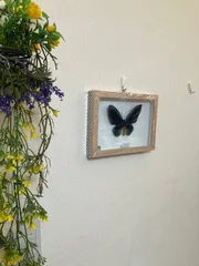 2025年最新】トリバネアゲハ 標本の人気アイテム - メルカリ