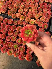 72苗×ケツティア 多肉植物 エケベリア セダム アエオニウム グラプトペタルム 韓国苗 寄せ植え ANL26