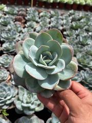 XQ109×105苗 ササクイーン 多肉植物 エケベリア カット苗 韓国苗 寄せ