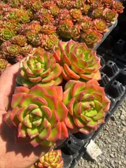 35株×カカクティア 多肉植物 エケベリア セダム アエオニウム グラプトペタルム 韓国苗 寄せ植え SF117