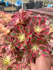 6株×クジャクノハネテンシン 多肉植物 エケベリア セダム アエオニウム グラプトペタルム 韓国苗 寄せ植え QZ4