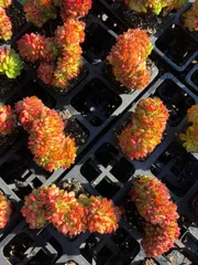 54株×ティアツイ 多肉植物 エケベリア セダム アエオニウム グラプトペタルム 韓国苗 寄せ植え MTu32