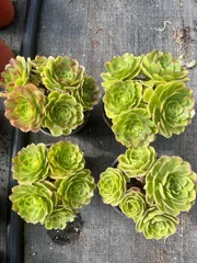 6株×ニュウハクニシキ 多肉植物 エケベリア セダム アエオニウム グラプトペタルム 韓国苗 寄せ植え QZ7