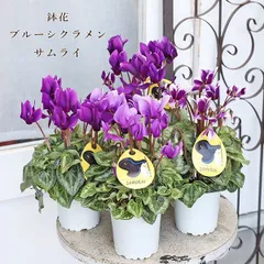 値引きセール 鉢花 ブルー シクラメン サムライ 3号 多年草 パープル シック アンティーク おしゃれ 冬 春のサムネイル