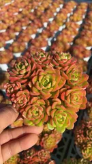 15株×ティア 多肉植物 エケベリア セダム アエオニウム グラプトペタルム 韓国苗 寄せ植え YL51