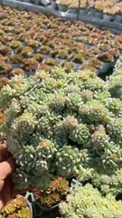 6株×ヨウシニシキ 多肉植物 エケベリア セダム アエオニウム グラプトペタルム 韓国苗 寄せ植え YL53