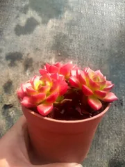 35株×ティア 多肉植物 エケベリア セダム アエオニウム グラプトペタルム 韓国苗 寄せ植え ZX213