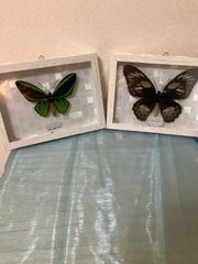 蝶昆虫標本 希少モルフォマレーシア PAPILLON 木製フレーム フィルム