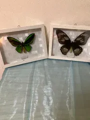 2025年最新】トリバネアゲハ 標本の人気アイテム - メルカリ