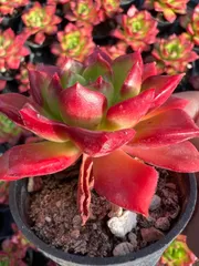 50株×ティア 多肉植物 エケベリア セダム アエオニウム グラプトペタルム 韓国苗 寄せ植え YP288