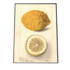 【A4サイズ（約21x30cm）】【bn-poster-303】レモン 果物 みかん 博物画 植物 ポスター 図鑑 レトロ 古い ビンテージ オールド デジタルリマスター インテリア おしゃれ アート 古紙 珍しい 縦