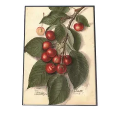 【A2サイズ（約42x59cm）】【bn-poster-304】チェリー 赤 果物 さくらんぼアートプリント ポスター インテリア おしゃれ アート モダン シンプル お洒落  特大 大きい 小さい 縦