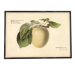 【A2サイズ（約42x59cm）】【bn-poster-310】洋ナシ くだもの フルーツ 博物画 植物 ポスター 図鑑 レトロ 古い ビンテージ オールド デジタルリマスター インテリア おしゃれ アート 古紙 珍しい 横