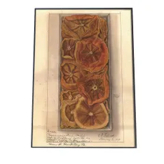 【B4サイズ（約25x36cm）】【bn-poster-313】オレンジ 果物 みかん 博物画 植物 ポスター 図鑑 レトロ 古い ビンテージ オールド デジタルリマスター インテリア おしゃれ アート 古紙 珍しい 縦