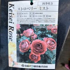 接木バラ大苗　京成バラ園取扱品種　2年生6号鉢以上　品種ご指定ください