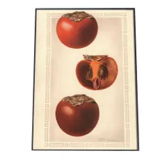 【A4サイズ（約21x30cm）】【bn-poster-322】オレンジ 果物 みかん 博物画 植物 ポスター 図鑑 レトロ 古い ビンテージ オールド デジタルリマスター インテリア おしゃれ アート 古紙 珍しい 縦