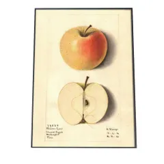 【A4サイズ（約21x30cm）】【bn-poster-323】オレンジ 果物 みかん 博物画 植物 ポスター 図鑑 レトロ 古い ビンテージ オールド デジタルリマスター インテリア おしゃれ アート 古紙 珍しい 縦