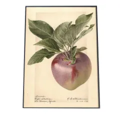 【A0サイズ（約84x119cm）】【bn-poster-326】あんず すもも オレンジ 果物 フルーツ デジタルリマスター インテリア おしゃれ アート モダン 縦