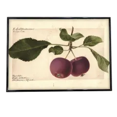 【A1サイズ（約59x84cm）】【bn-poster-338】チェリー さくらんぼ 果物 フルーツ デジタルリマスター インテリア おしゃれ アート モダン 横