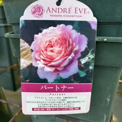 接木バラ苗　2年生6号鉢以上　品種ご指定ください