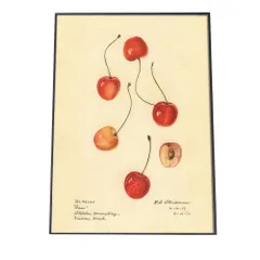 【B4サイズ（約25x36cm）】【bn-poster-351】チェリー さくらんぼ 果物 フルーツ デジタルリマスター インテリア おしゃれ アート モダン 縦