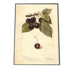 【A3サイズ（約30×42cm）】【bn-poster-352】チェリー さくらんぼ 果物 フルーツ デジタルリマスター インテリア おしゃれ アート モダン 縦