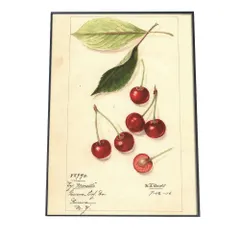 【B1サイズ（約73x103cm）】【bn-poster-353】チェリー さくらんぼ 果物 フルーツ デジタルリマスター インテリア おしゃれ アート モダン 縦