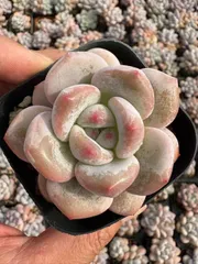 【50株の抜き苗セット】パルファムモンロー　多肉植物　佐川急便発送　エケベリア　韓国苗　Z744