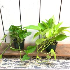 台湾ガジュマル8の字仕立て縁起もの末広がり永遠無限大パンダ